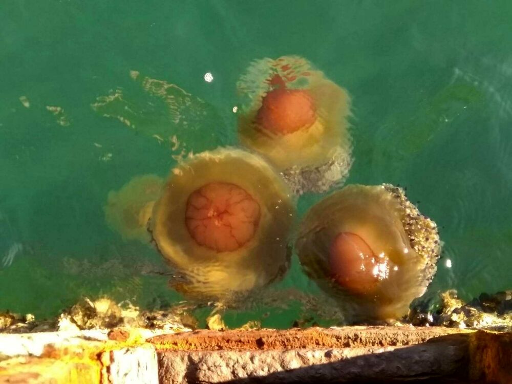Egg Shaped Jellyfish Spotted in the Gulf of Trieste InTrieste